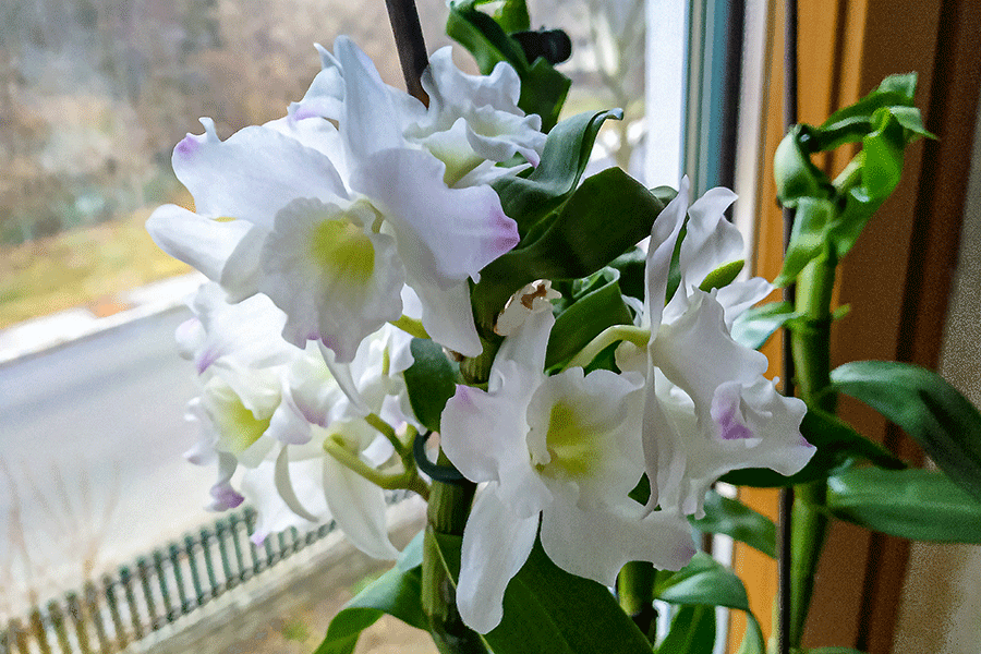 25. Jänner 2020 - Orchideenblüte am Fenster meines Arbeitszimmers